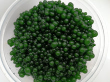 Load image into Gallery viewer, JadeBerry